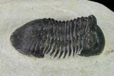 Bargain, Paralejurus Trilobite Fossil - Ofaten, Morocco #154368-5